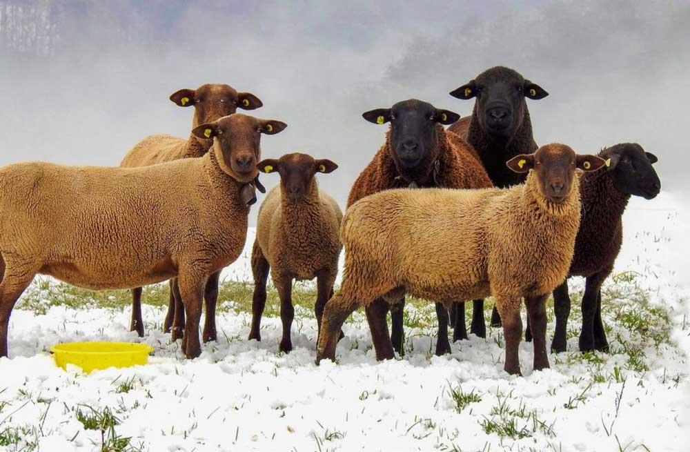 بیماری-گوسفند-زمستان