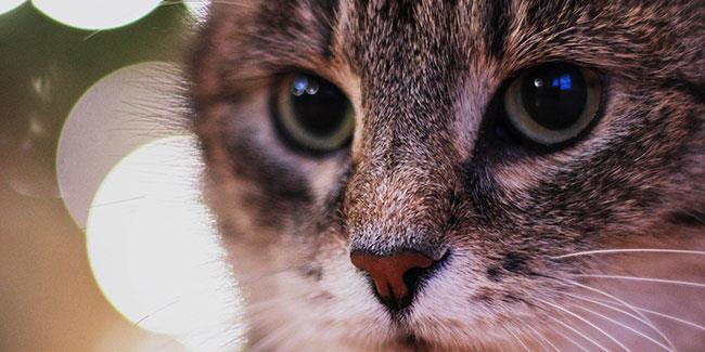 مردمک-چشم-گربه