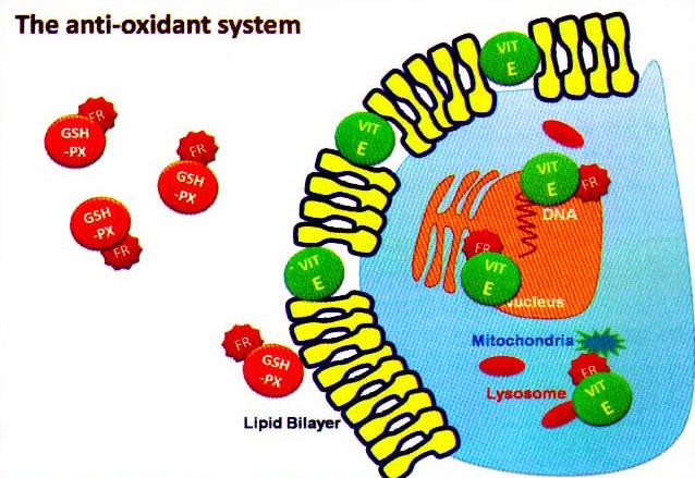 شکل شماتیک از عملکرد آنتی‌اکسیدانی آنزیم گلوتاتیون پراکسیداز و ویتامین E