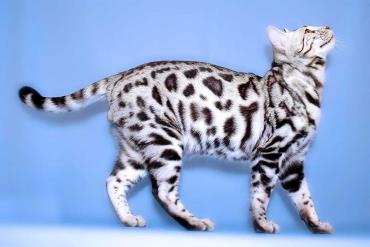 خصوصیات ظاهری گربه بنگال