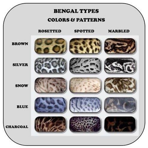 رنگ ها و الگوی پوشش گربه بنگال