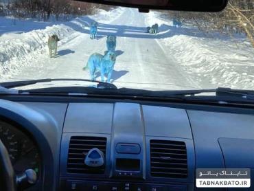 سگ های آبی در جاده های مسکو