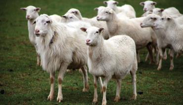 مشخصات گوسفند کاتادین