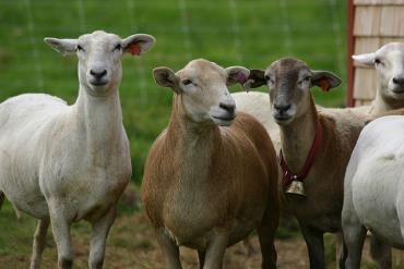 خصوصیات گوسفند کاتادین