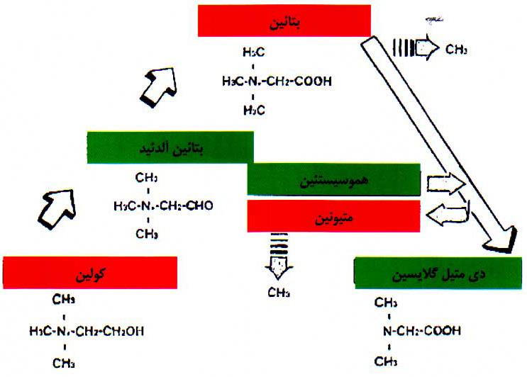 ویژگی ریشه متیل دهی و جایگزینی با اسید آمینه متیونین و کولین