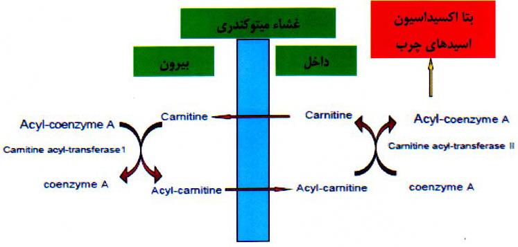 نقش در متابولیسم چربی‌ها و تولید انرژی از منشاء اسیدهای چرب