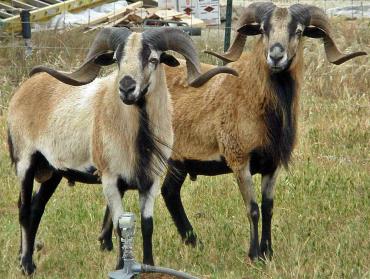 خصوصیات ظاهری گوسفند شکم سیاه باربادوس