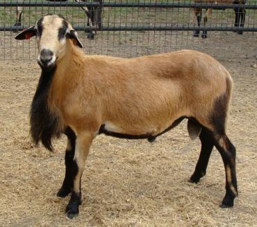 مشخصات گوسفند شکم سیاه