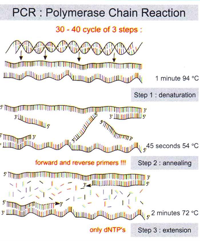 مراحل مختلف PCR