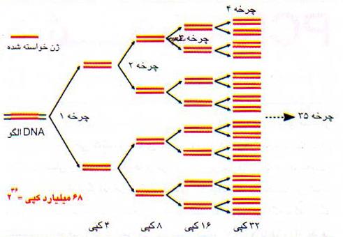 کپی تصاعدی یک ژن در PCR