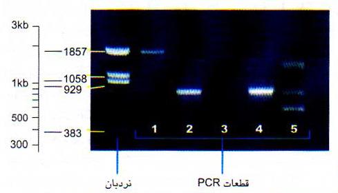 تأیید درستی محصول PCR روی ژل