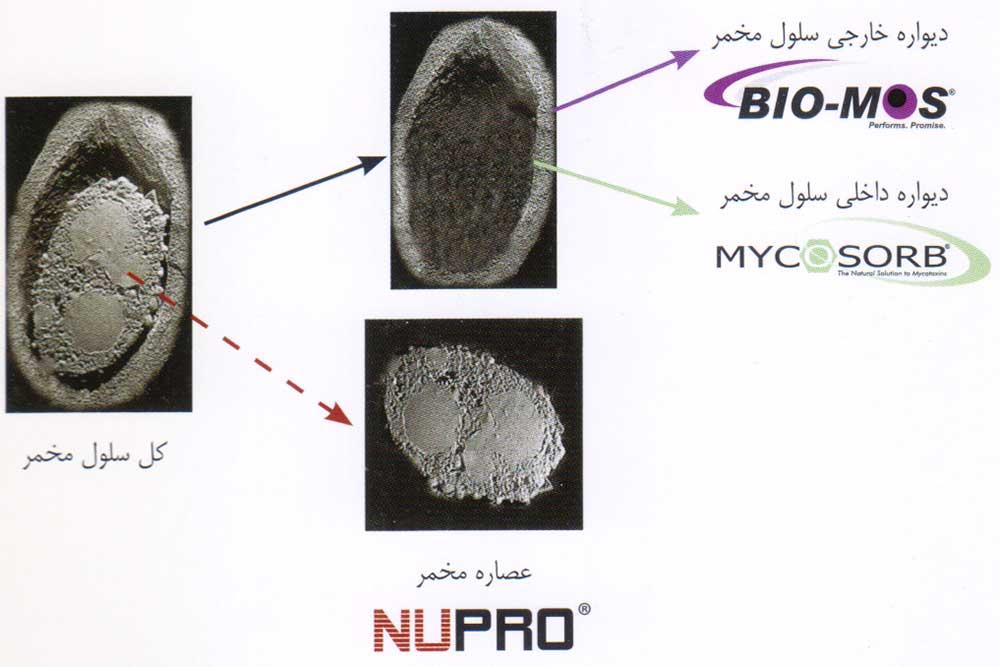 Nupro عصاره استخراج شده از مخمر ساکارومایسس سرویسیه
