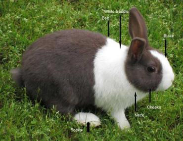 خصوصیات ظاهری خرگوش هلندی