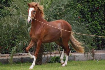 اسب پروین پاسو