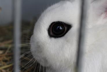چشمهای خرگوش کوتوله هوتوت