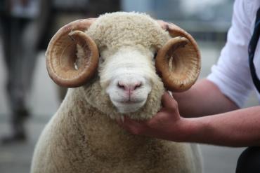 ویژگی‌های ظاهری گوسفند دورست هورن