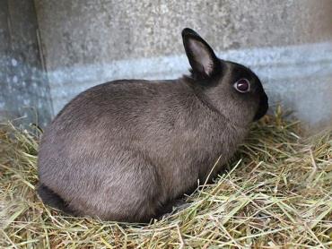 خاستگاه خرگوش‌های کوتوله یا خرگوش Dwarf