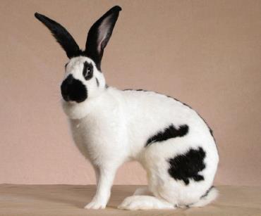 خرگوش امریکن چکرد غول پیکر