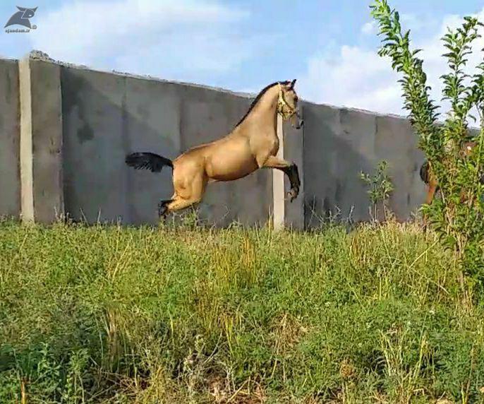اسب قره باغ در ایران