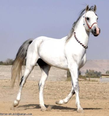 اسب حمدانی