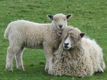 گوسفند لستر پشم  بلند