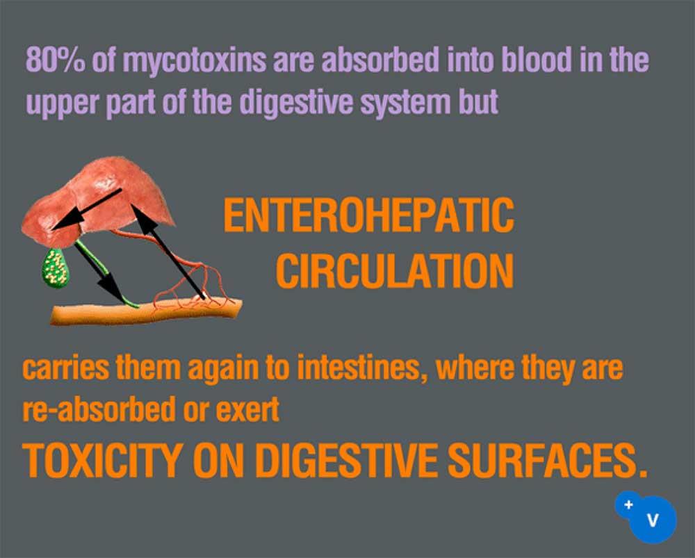 80 درصد مایکوتوکسین‌ها در قسمت‌های ابتدایی و بالایی دستگاه گوارش جذب خون می‌شوند