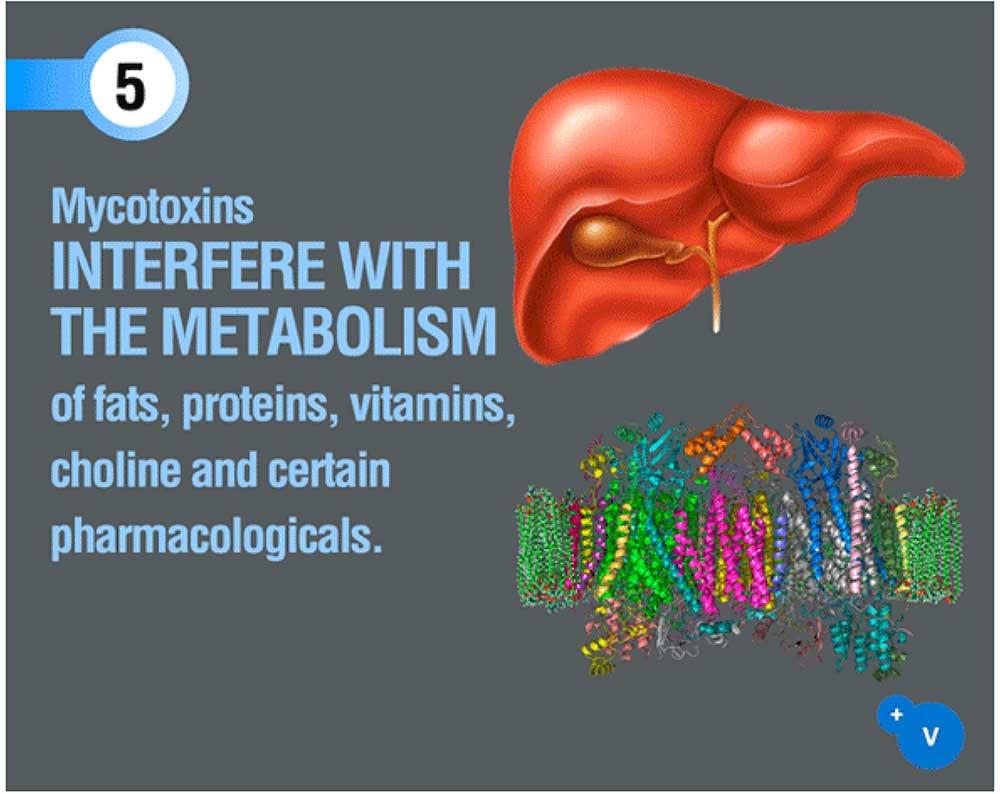 مایکوتوکسین‌ها در متابولیسم چربی‌ها، پروتئین‌ها، ویتامین‌ها، کولین و داروهای خاص دخالت دارند.