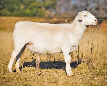 خصوصیات ظاهری گوسفند دورپر