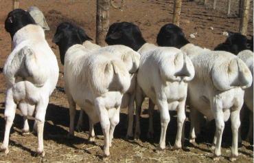 خصوصیات گوسفند پارسی سر سیاه