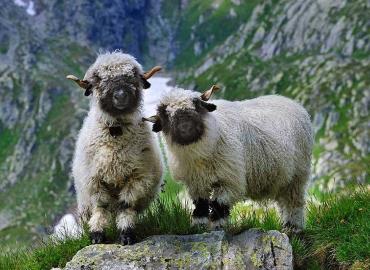 شکل ظاهری گوسفندان نژاد والیس