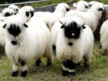 پشم گوسفند والی