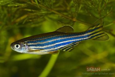 خصوصیات ماهی زبرا دانیو آبی
