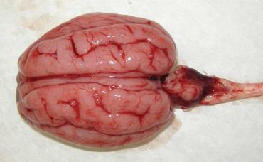 میکروانسفالی از جمله کاهش اندازه مغز و مخچه در یک بره تازه متولد شده
