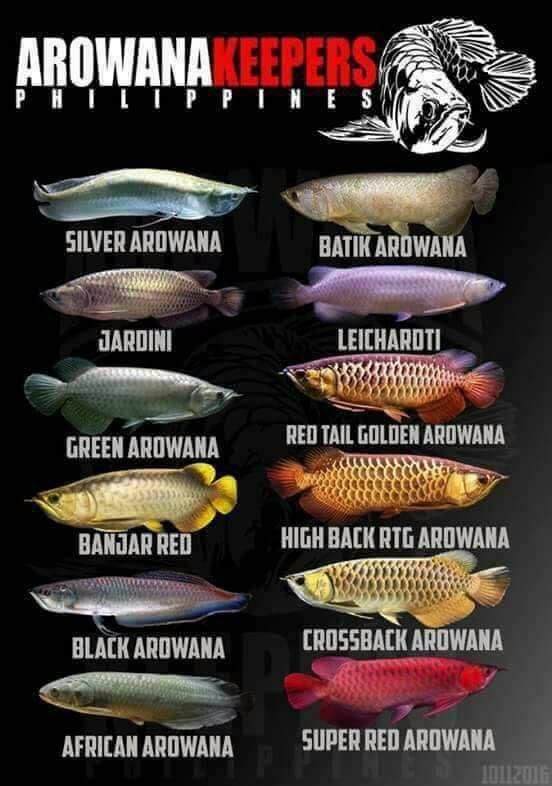 گونه‌های مختلف ماهی آروانا