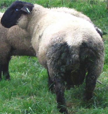 نواحی پشت گوسفند آغشته به مدفوع و خاک مناسب برای حمله مگس‌ها