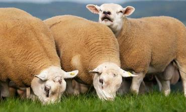 خصوصیات گوسفند تکسل