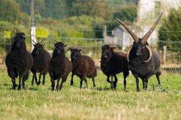 خصوصیات ظاهری گوسفند هبریدان