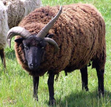 مشخصات گوسفند هبریدان