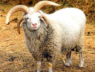 مشخصات ظاهری گوسفند آلتای