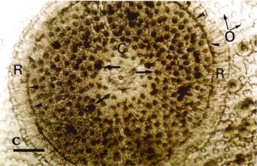 تصویر لام مرطوب یک لکه سفید در زیر میکروسکوپ