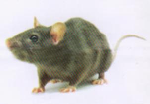 موش صحرایی قهوه‌ای (نروژی)