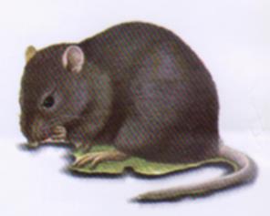 موش صحرایی سیاه