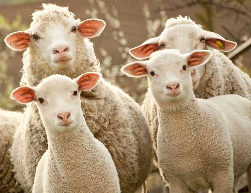 شایع ترین بیماری های گوسفند
